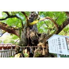 大山祇神社| Oyamazumi Shrine 5