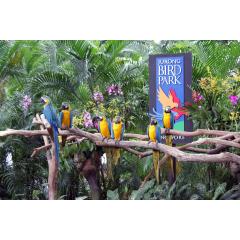 送迎付き ジュロン・バード・パーク(Jurong Bird Park in Singapore)で世界中の鳥に会おう! 1