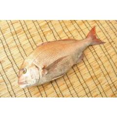 真鯛（日本養殖マダイ１匹）（４LB) 4